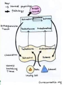 Illustration of hormonal changes during puberty in boys.