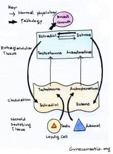 hormone infographic